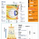 眼の解剖